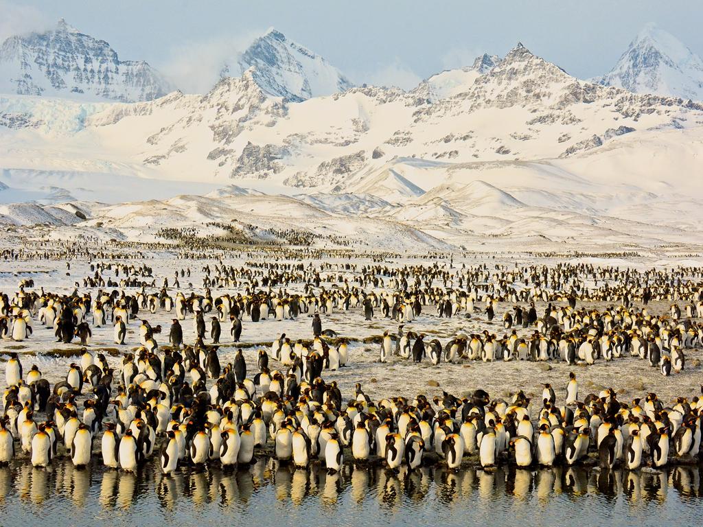 ‘Peaks  Penguins in Antarctic Sunrise’ by Shivesh R... Location: South Georgia. Picture: 2016 National Geographic Travel Photographer of the Year Contest