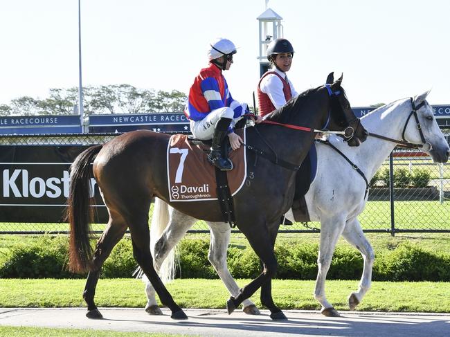 Spring Eagle has a terrific chance to notch career win no.2 at Grafton on Tuesday. Picture: Bradley Photos