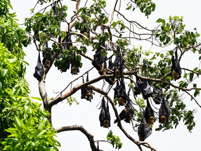 A colony of spectacled flying foxes, commonly referred to as fruit bats, pictured nesting in a forest of trees near Lily Creek in Parramatta Park. Picture: Brendan Radke