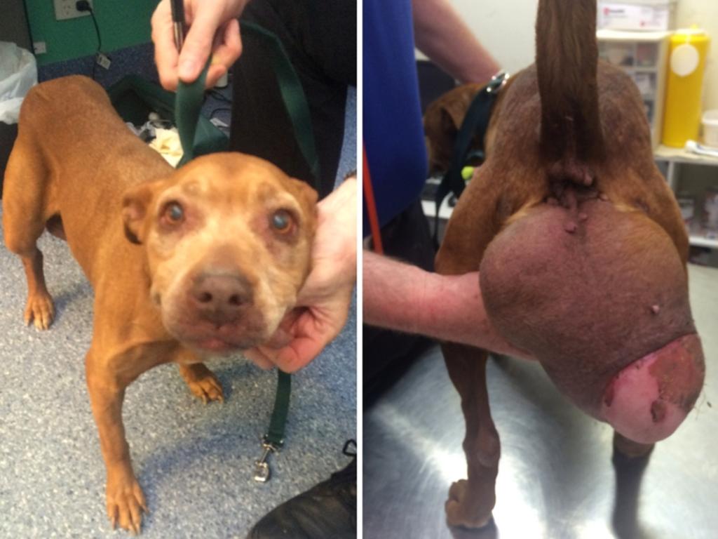 Scarlette had a 20cm tumour when she was seized by the RSPCA. Sadly it was inoperable and she was euthanised. Picture: RSPCA