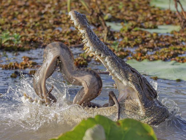 Mother and daughter Georgina and Jacinta Barbour captured these photos of a crocodile eating a snake in the Yellow Water Billabong.  Picture: Jacinta Barbour