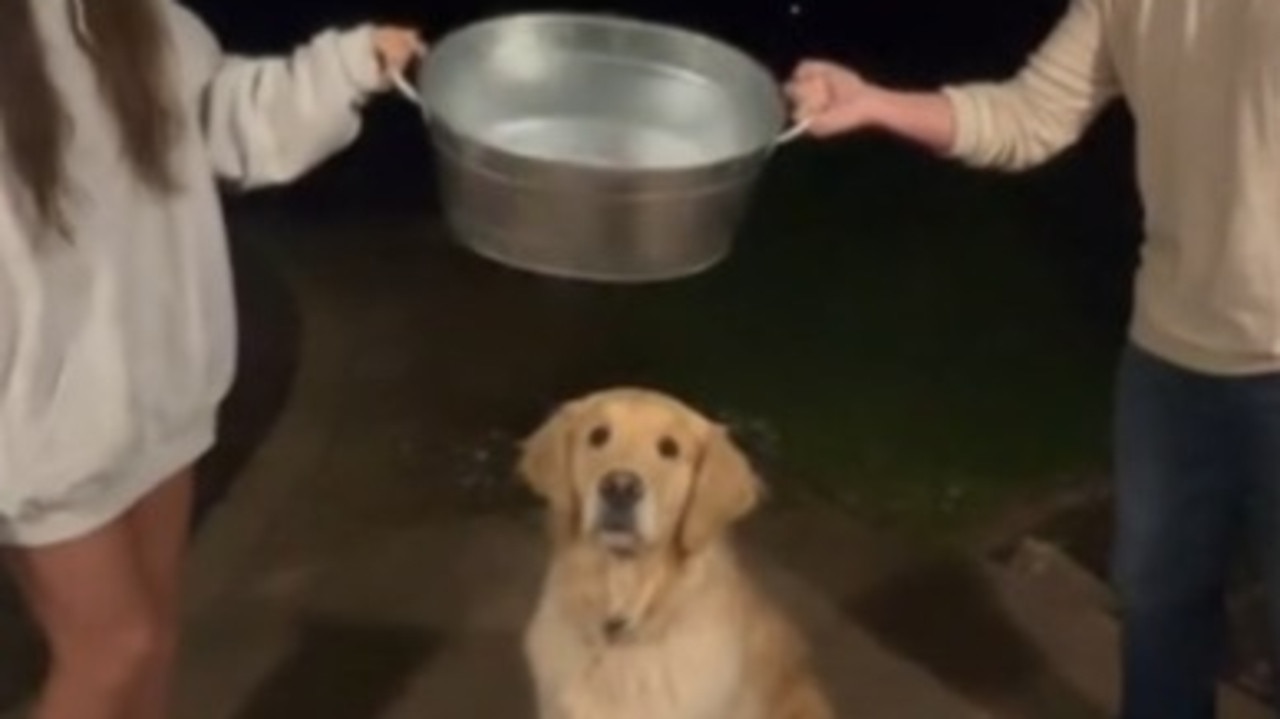 Fears disturbing new ice bucket pet challenge could end up in Aus