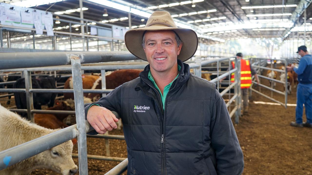 Feedlots chase heavy store cattle at Yea