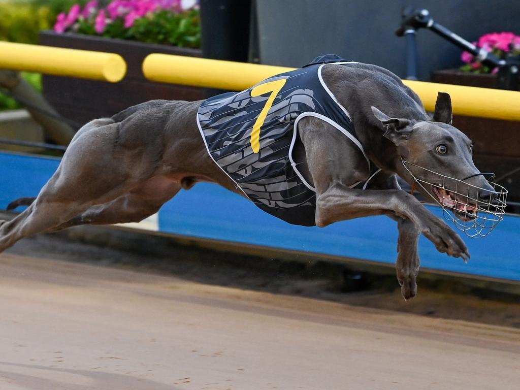 File photo - Greyhound Racing Victoria conducted an inspection in north central Victoria last month.