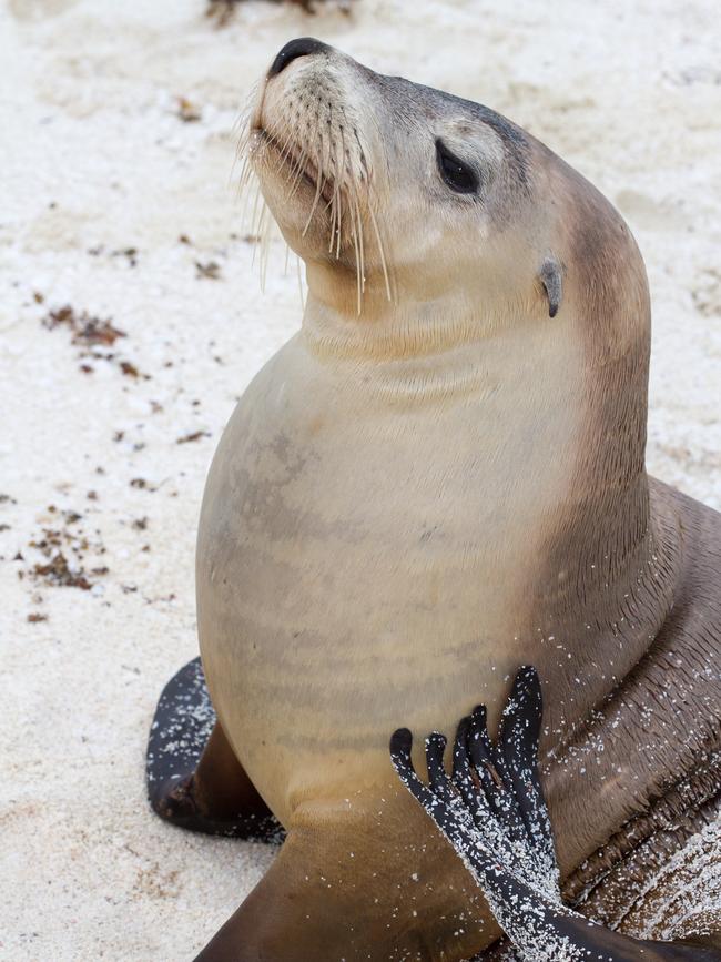 Seal on the beach at the Abrolhos Islands