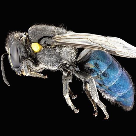 Hylaeus (Macrohylaeus) alcyoneus, from NSW, also named the Banksia Bee. Picture: James Dorey / CSIRO