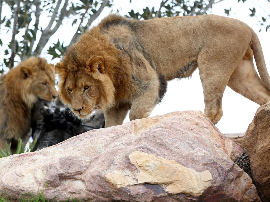 First look at the lion and cheetah enclosures inside Sydney Zoo in Bungarribee in Sydney's west, the first zoo to open in Sydney in over 100 years. Four lion siblings brought in from Taronga Western Plains Zoo in Dubbo get familiar with their new surroundings. Brothers Karoo, Virunga, Sheru and Bakari make themselves comfortable. Picture: Toby Zerna