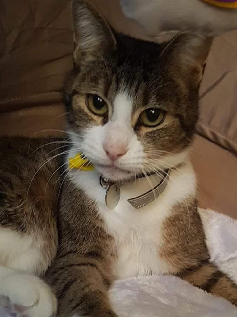 This is Dexter. He's getting old but is still young at heart and he has helped raise my other cat Roukia like she was his own and to this day he still grooms her and she does the same thing to him. Picture: Candice Rose. 