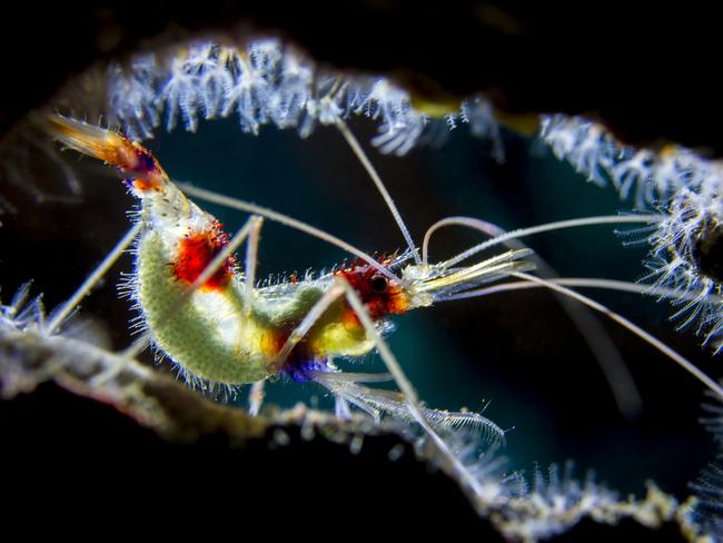 Highly recommended category 2... Macro. Backlight Shrimp. Shrimps are challenging subjects to photograph; we have to portray their beautiful colors and shape, and especially focus on the eyes. In the late afternoon, I was diving in my favourite dive site in Bonaire called “Something special” when I saw this shrimp underneath the rock in a perfect position to make a backlighting technique, using continuous lighting. Immediately I turned off my strobes and asked my buddy to put the lighting behind the shrimp, he was very good putting the light exactly where I wanted it. I took only 4 pictures and then the shrimp vanished. It is important to know your techniques and when to use them, it is the key to making those special pictures with something more than the norm. Picture: Fábio Freitas/Brazil/UPY 2017