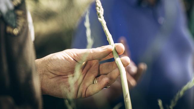 Asparagus hunt. Picture: JOE CHELKOWSKI/SUBMERGE CREATIVE