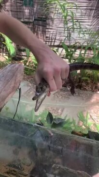 Brutus the croc lives in an Airbnb in Darwin