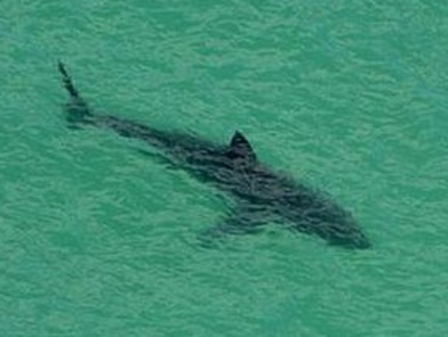 A large great white shark pictured off a Perth beach last summer. Picture: WA Surf Life Saving