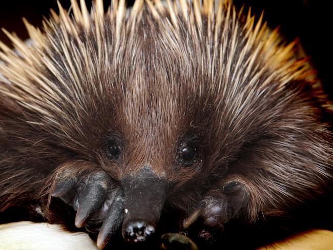 If you live in Melbourne, you’ve probably seen echidnas crossing the road.