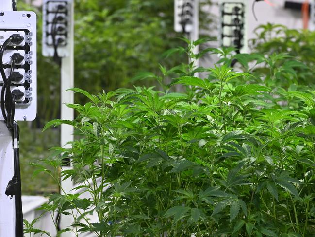 The California Compassionate Care Network (CCCN) marijuana dispensary's grow operation is one of the stops on the cannabis tour organised by LA-based Green Tours. Picture: AFP