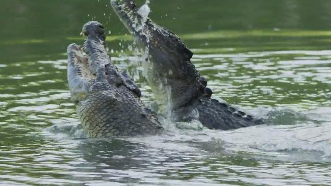 The results of a long-range genetic study of Queensland’s estuarine crocodiles have shown populations live within 12 distinct bioregions. Picture: Department of Environment and Science