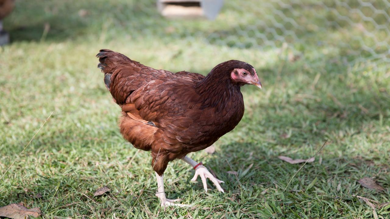 Moreton Bay Region: City Chicks at Samford putting flocks together ...