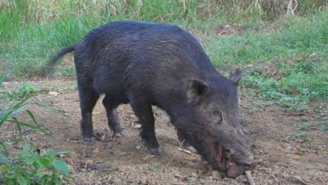 NQ Dry Tropics CEO Scott Crawford said feral pigs remain a major pest problem in NQ.