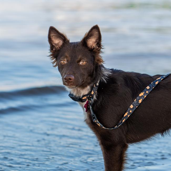 A dog living its best life. Picture: Danica Clayton