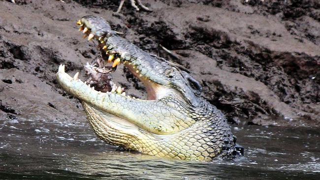 Port Douglas’ Cannibal Croc Charlie Strikes Again 