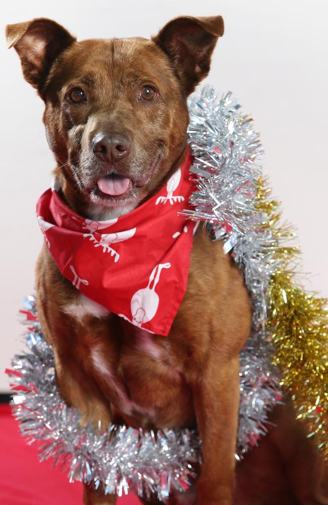 Can you give Red a loving home? Picture: David Caird