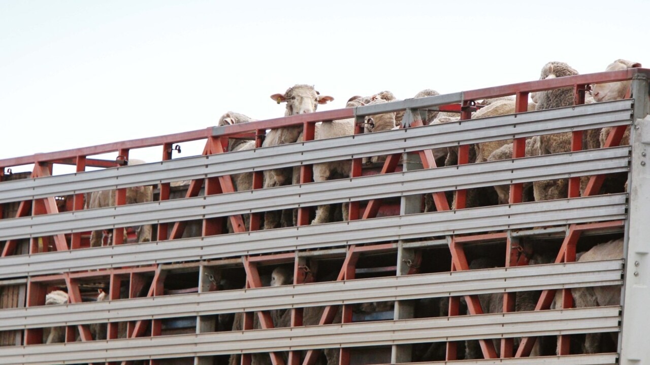 ‘Gut punch’: Farmers frustrated with uncertainty over future of live exports