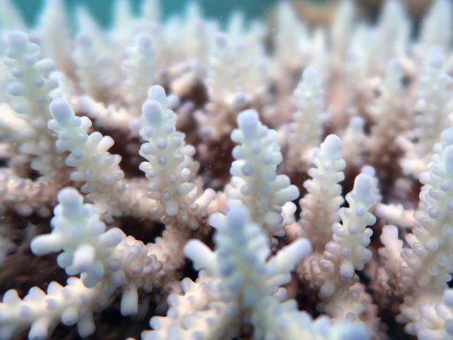 This undated handout photo received on April 6, 2020 from the ARC Centre of Excellence for Coral Reef Studies at James Cook University, shows coral bleaching on the Great Barrier Reef. - Australia's Great Barrier Reef has suffered its most widespread coral bleaching on record, scientists said on April 7, 2020 in a dire warning about the threat posed by climate change to the world's largest living organism. James Cook University professor Terry Hughes said a comprehensive survey last month found record sea temperatures had caused the third mass bleaching of the 2,300-kilometre (1,400-mile) reef system in just five years. (Photo by Handout / JAMES COOK UNIVERSITY AUSTRALIA / AFP) / TO BE USED EXCLUSIVELY FOR AFP STORY AUSTRALIA-ENVIRONMENT-CLIMATE-REEF RESTRICTED TO EDITORIAL USE - MANDATORY CREDIT "AFP PHOTO / JAMES COOK UNIVERSITY" - NO MARKETING NO ADVERTISING CAMPAIGNS - DISTRIBUTED AS A SERVICE TO CLIENTS - NO ARCHIVE /