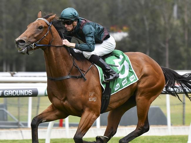 Talented gelding Border Control cn maintain his unbeaten run on his home track. Picture: Bradley Photos