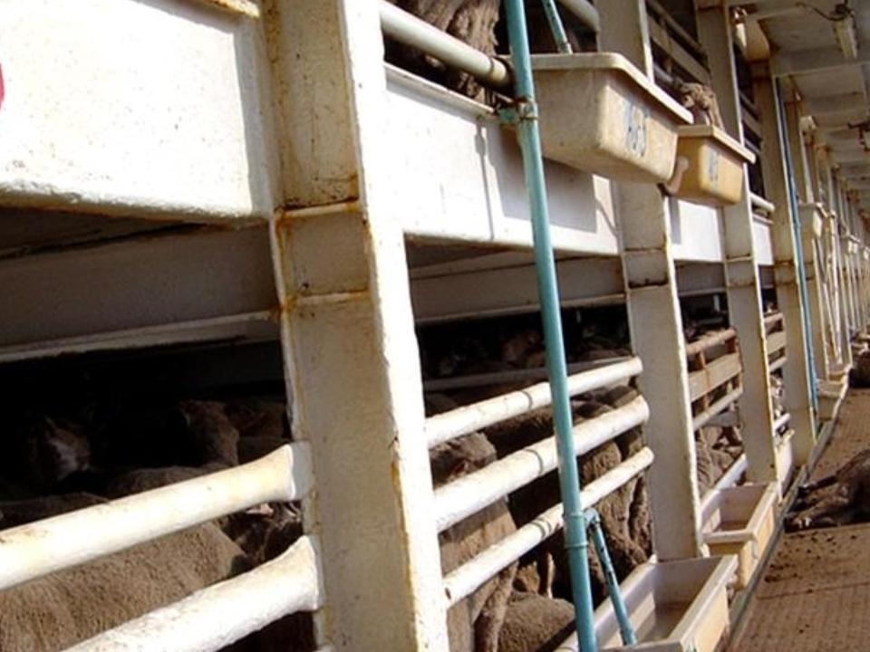 Australia will ban live sheep exports from May 2028