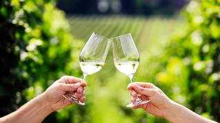 Toasting with two glasses of white wine in vineyard