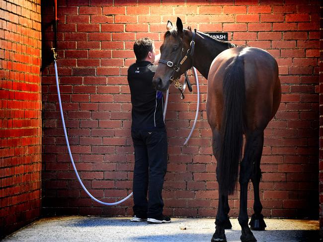 No need to look over your shoulder, Winx. Picture: Nicole Garmston