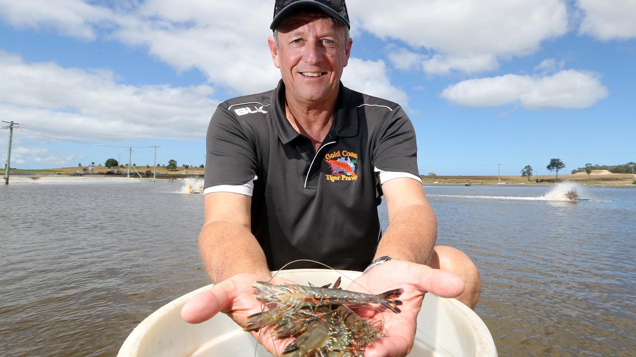 While spot disease Gold Coast outbreak: Prawn farmers ready for first ...