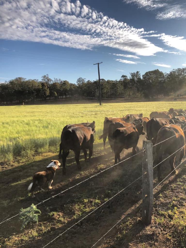 Bringing home the weaners. (Photo: Sharon Marie)