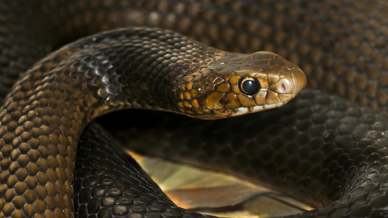 A man in his 70s was taken to Bundaberg Hospital after the third reported snake bite in the greater Bundaberg region in just over two weeks. (File photo of a snake)