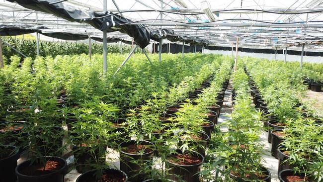 Thousands of cannabis plants in police raids near Esk | The Courier Mail