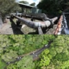 Explained: The major Far North Qld projects ‘looked at’ by federal govt