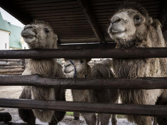 Zoo animals have been left largely abandoned in Ukraine, as a small number of volunteer workers battle to keep them alive. Picture: Getty Images