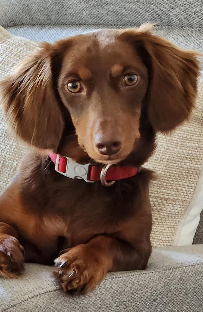 Ellie: Uta Burdett's 2 year old Dachshund