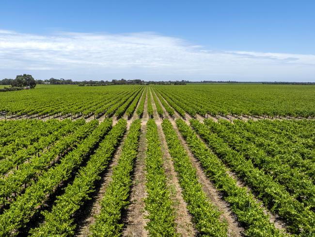 Jim's Block and Sid's Run vineyards at Langhorne Creek. Picture: Supplied by CBRE