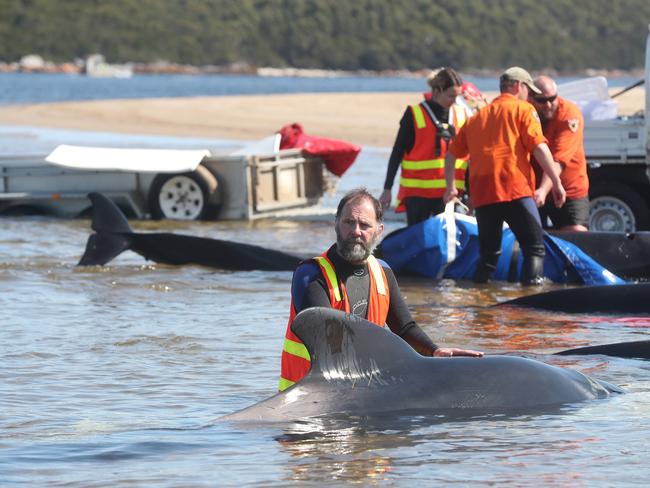 Rescue mission of surviving whales. Stranding of over 200 pilot whales at Macquarie Heads near Strahan Tasmania. Picture: Nikki Davis-Jones