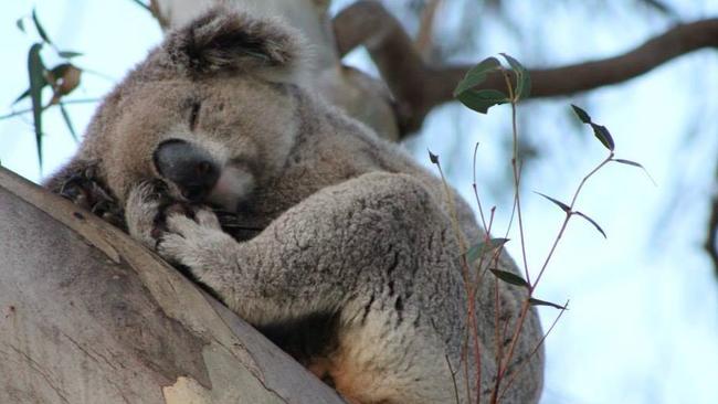 More koala deaths on Appin Rd | Daily Telegraph