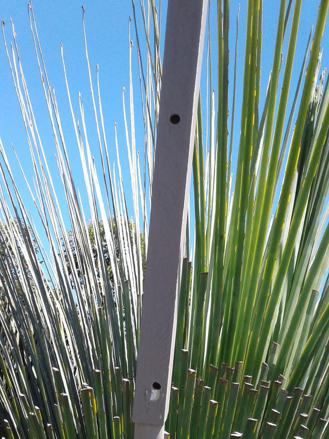 The green carpenter bee nests in soft wood, usually the dry flower stalks of grass trees, or balsa wood set out by caring scientists. Picture: Remko Leijs