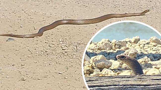 A snake has been spotted at Murray Bridge's popular public space Sturt Reserve. Photo: Facebook.