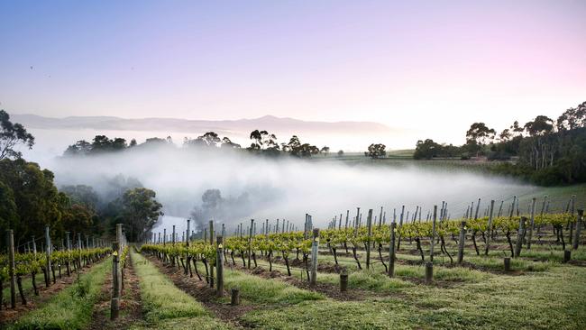 Treasury Wine Estates The wine giant coming back from the brink