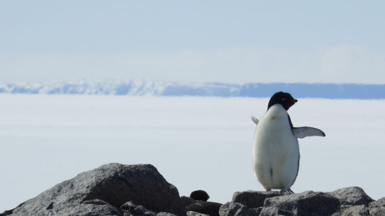 Mercury reporter David Killick's expedition to one of Antarctica's remotest outposts this summer. The five-person Mawson's Huts Foundation are carrying out vital conservation works at Cape Denison.