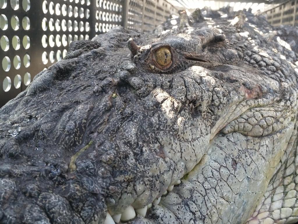 Hermès is building Australia's biggest crocodile farm - The Vegan Review