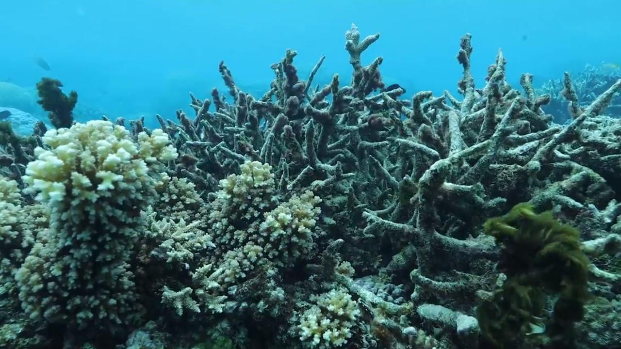 Underwater vision of bleaching on the Great Barrier Reef, off Port Douglas, taken on June 28, 2018. Source: Climate Council