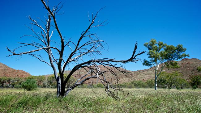 Dozens of organisations are calling on the NT government to recognise buffel grass as an invasive weed and take action to protect native flora and fauna. Picture: Brooke Whatnall