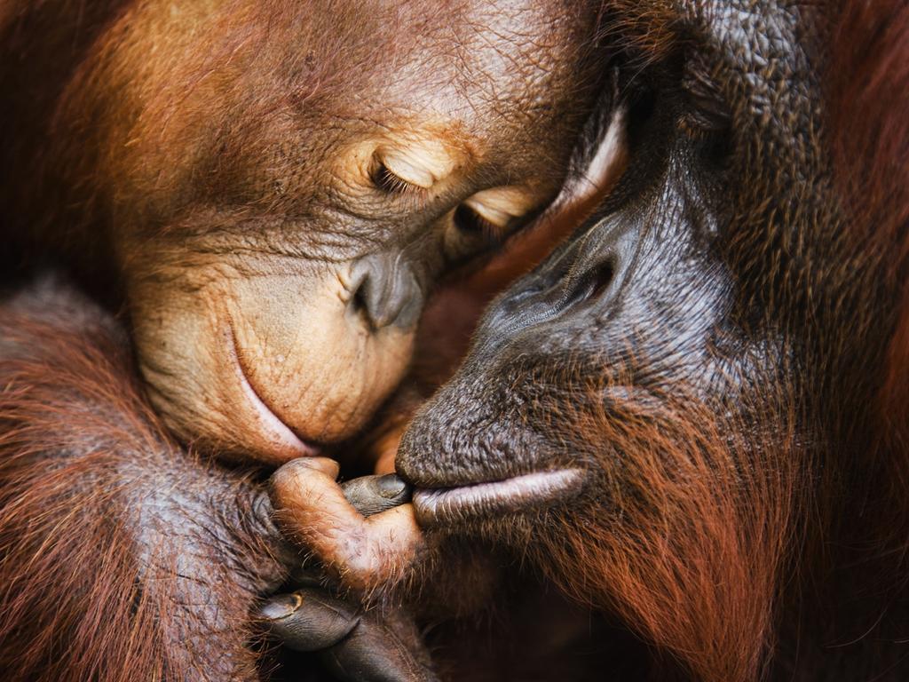 A touching moment as an infant orangutan touches his mother's lip with his small finger ( Pongo pygmaeus ) and she wraps her big finger around his, Borneo, Indonesia. Picture: Jamis Tarris/ Remembering Great Apes