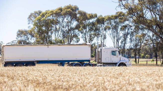 Wheat harvest at Raywood. Picture: Zoe Phillips