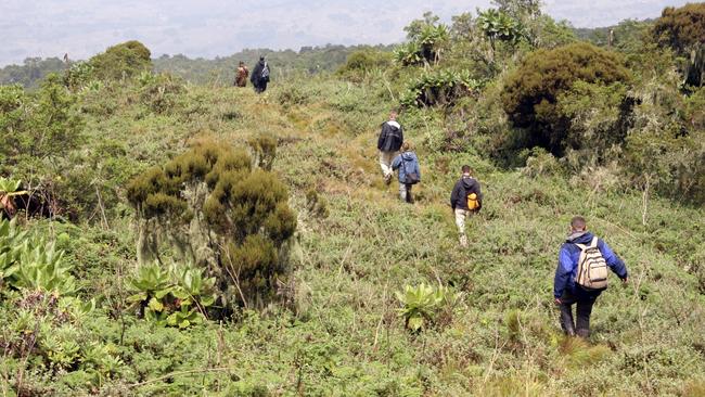 Tourisits on a trek through Volcanoes National Park. PictureL Getty Images